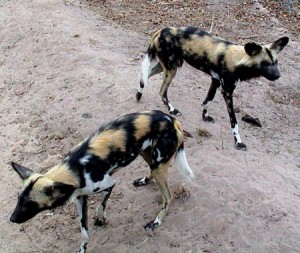 wild_dogs